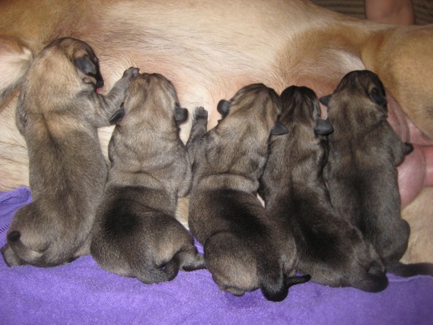 First feeding at home 5 pups