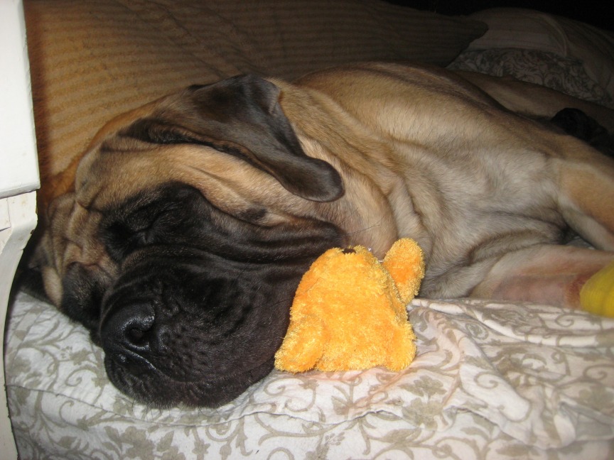 Hilda sleeping on her stuffy first night